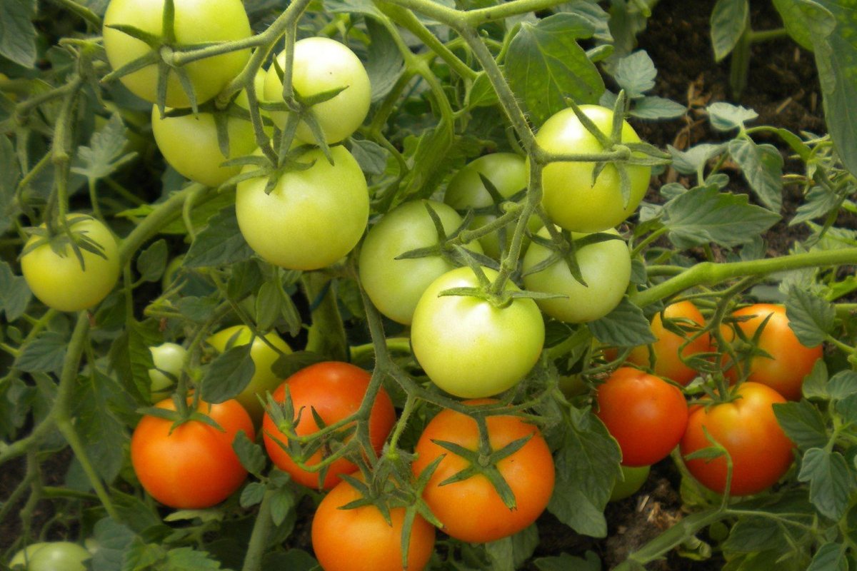 tomatitaimede