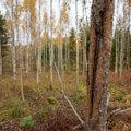 Tauno Trink: iga tüüpi metsa ei peagi majandama