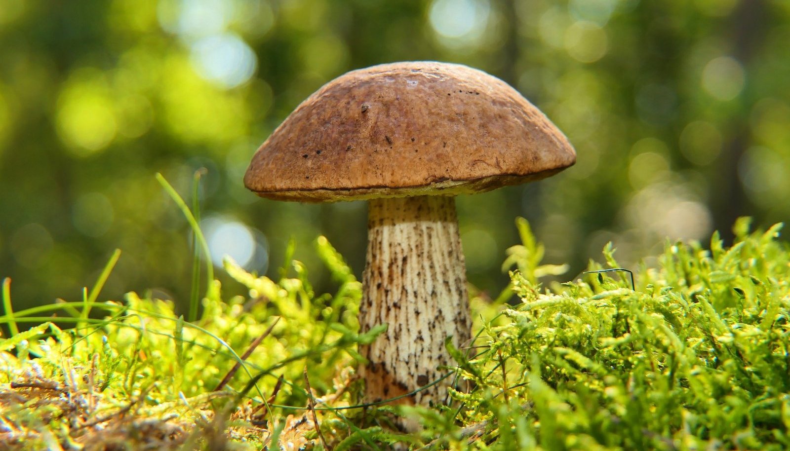 Личные боровики и подосиновики: как в саду посадить грибы (и когда ...