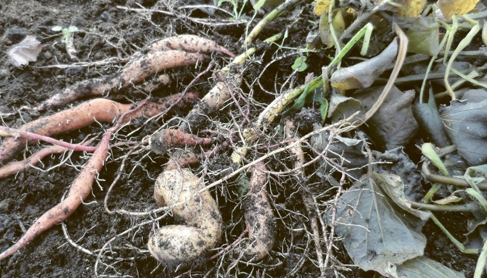Eestis kasvanud bataadimugulad. Meie kliimas nad oma täit suurust  ei saavuta. Foto: Heli Kuusk